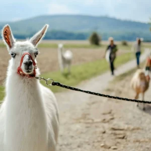 Lamawanderung auf dem Remeser Hof - Alpakawanderung Hannover