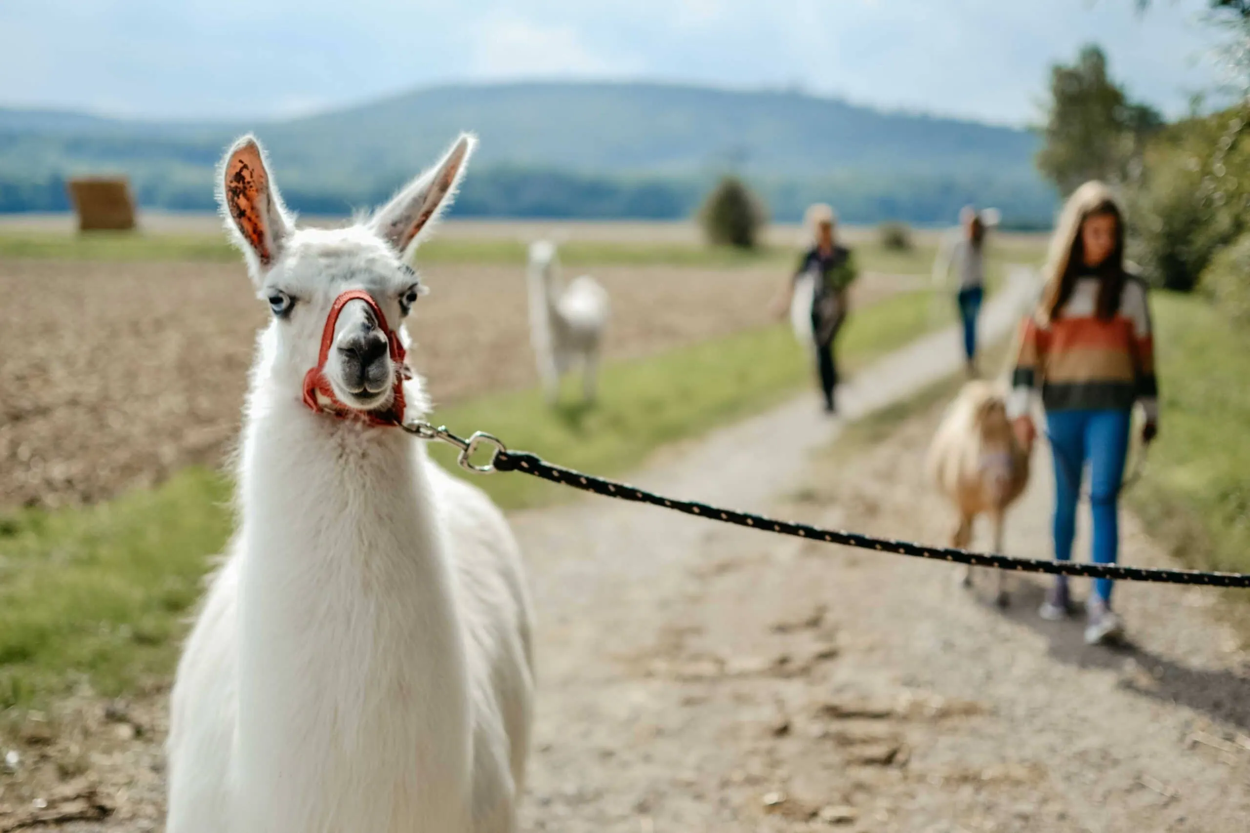 Lamawanderung auf dem Remeser Hof - Alpakawanderung Hannover