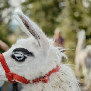 Lama auf dem Remeser Hof - Alpakawanderung Hannover