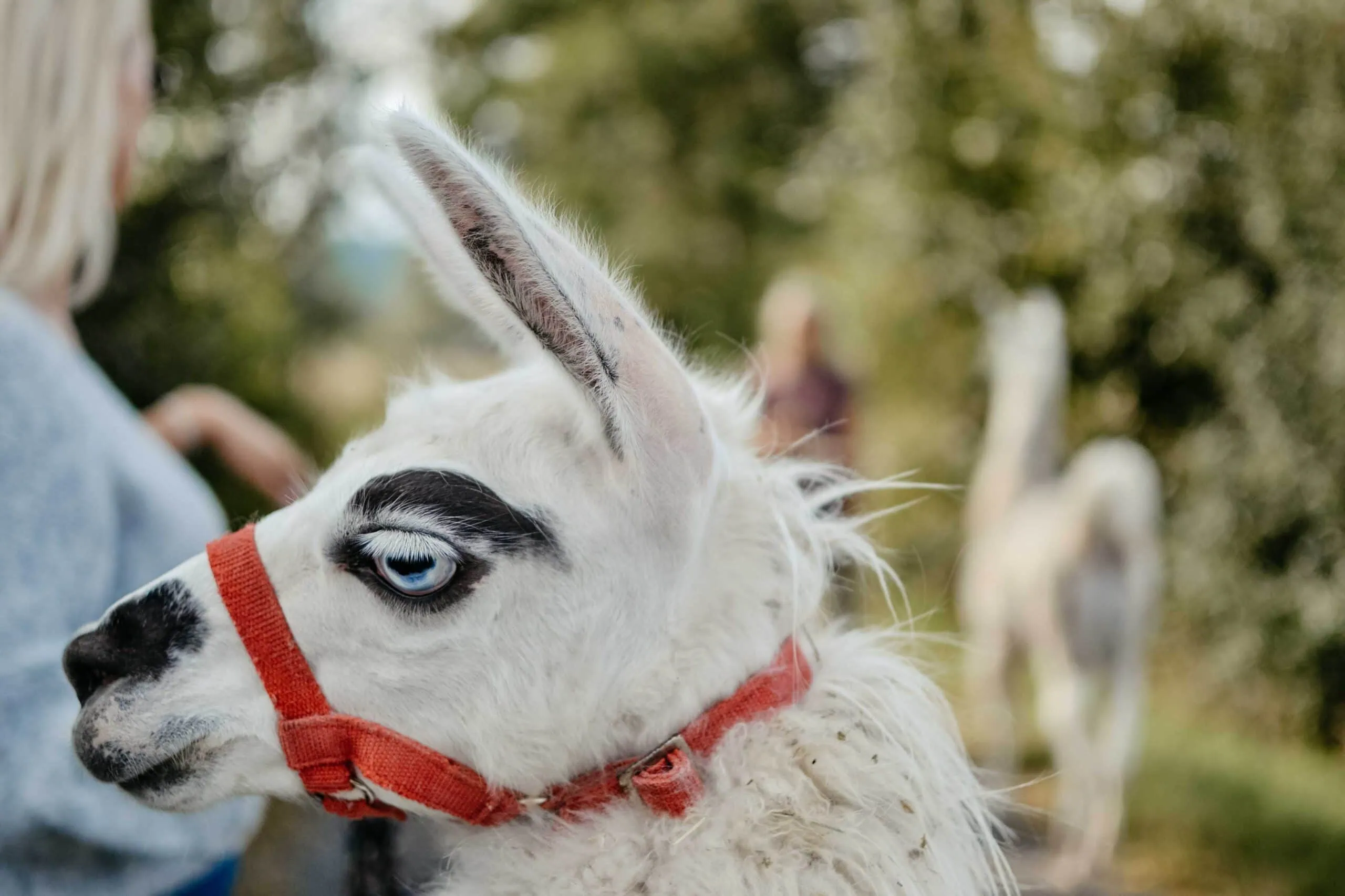 Lama auf dem Remeser Hof - Alpakawanderung Hannover