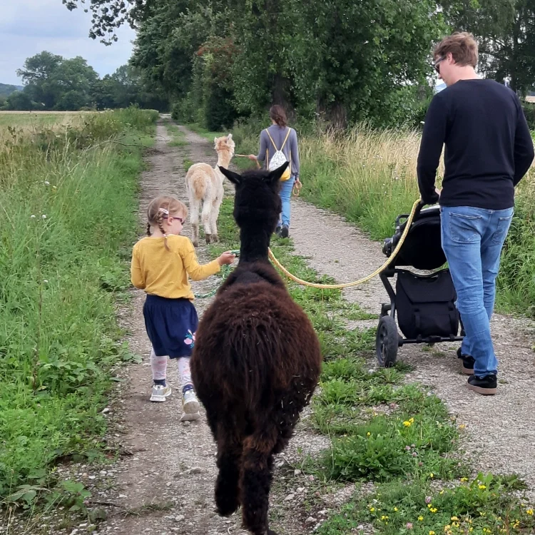 Lama auf dem Remeser Hof - Alpakawanderung Hannover