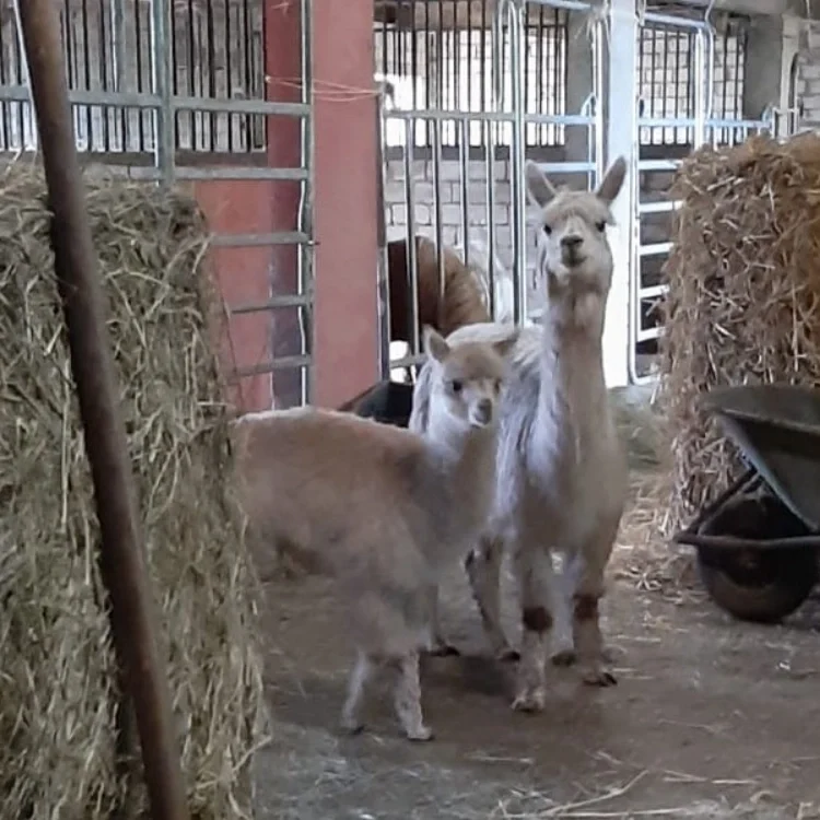 Lama auf dem Remeser Hof - Alpakawanderung Hannover