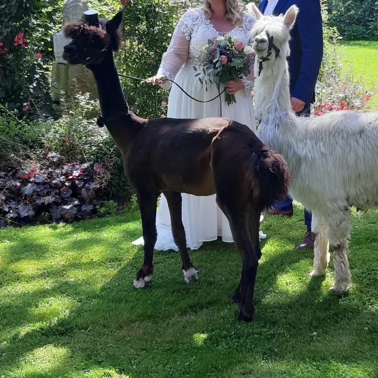 Lama auf dem Remeser Hof - Alpakawanderung Hannover