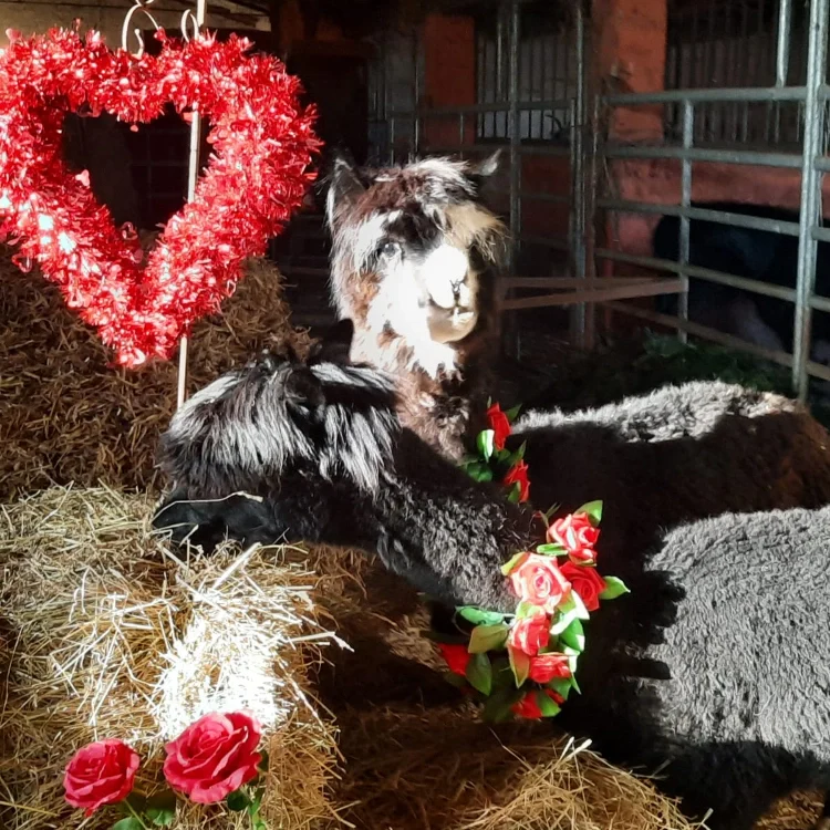 Lama auf dem Remeser Hof - Alpakawanderung Hannover