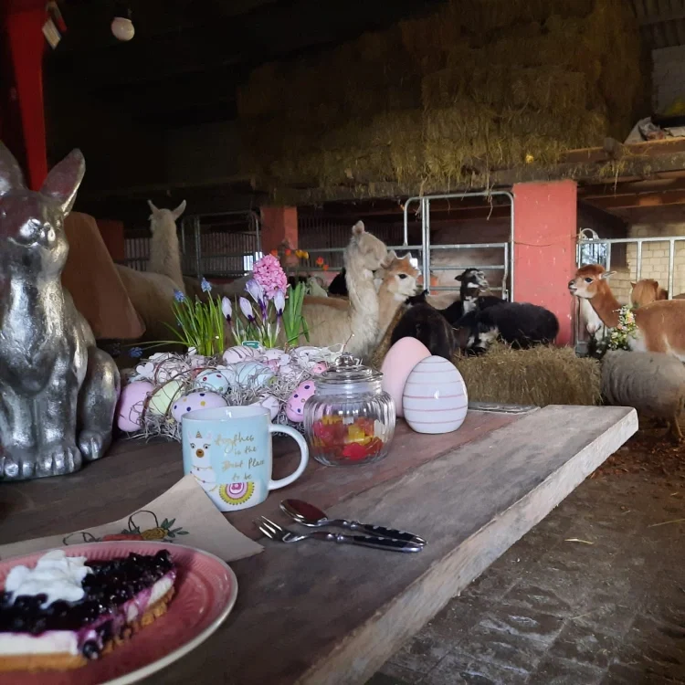 Lama auf dem Remeser Hof - Alpakawanderung Hannover