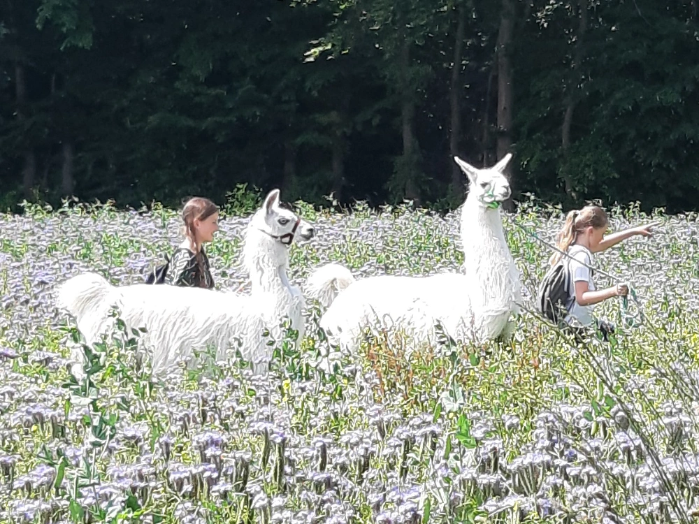 Lama auf dem Remeser Hof - Alpakawanderung Hannover