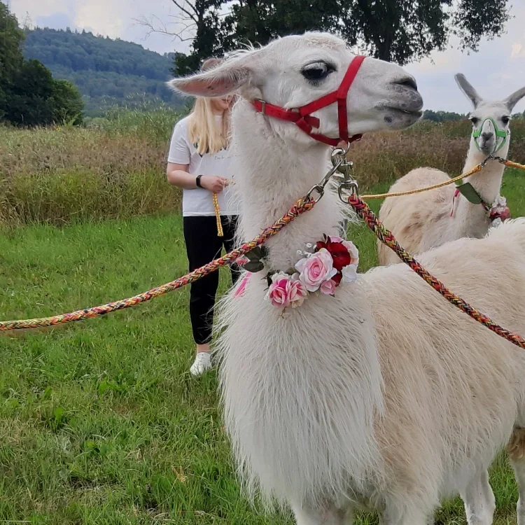 Lama auf dem Remeser Hof - Alpakawanderung Hannover