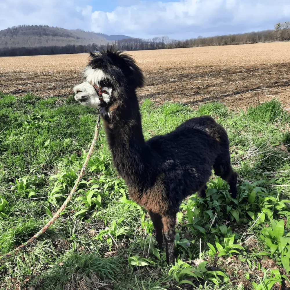 Lama auf dem Remeser Hof - Alpakawanderung Hannover
