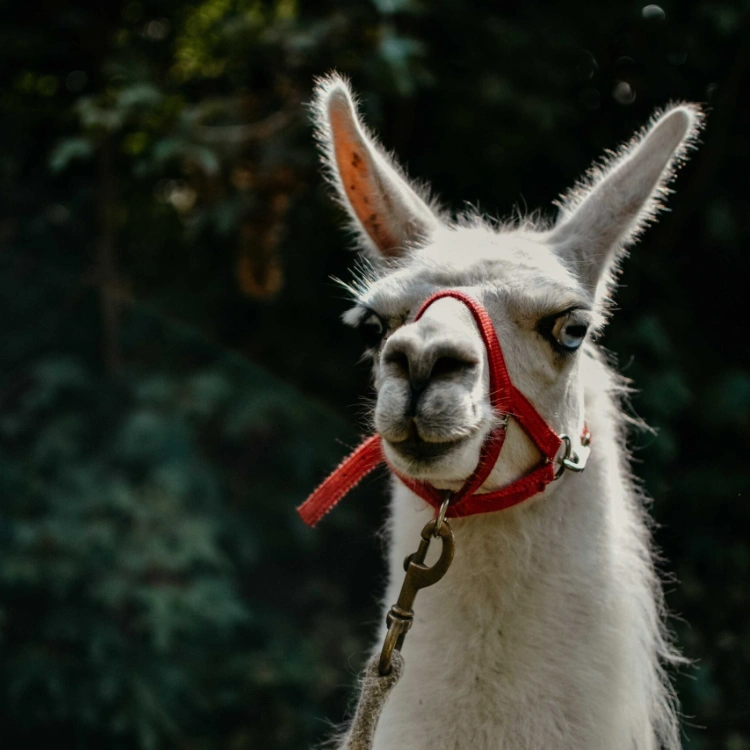Lama auf dem Remeser Hof - Alpakawanderung Hannover