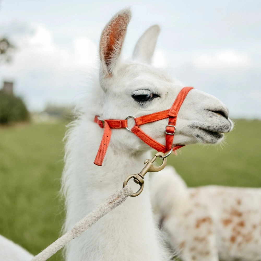 Lama auf dem Remeser Hof - Alpakawanderung Hannover