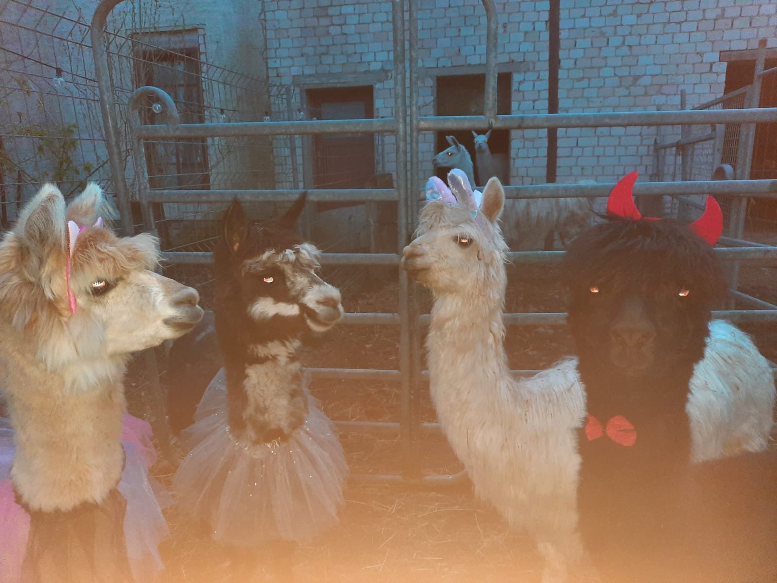 Lama auf dem Remeser Hof - Alpakawanderung Hannover